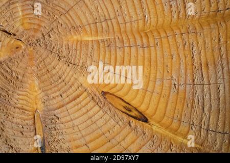 Textur des geschnittenen Baumstammes, Nahaufnahme. Stockfoto
