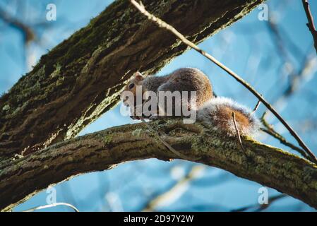 Ein süßes graues Eichhörnchen auf einem Ast hoch oben In einem Baum Stockfoto