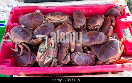 Frischer Fang von essbaren braunen Krabben Krebs Pagurus Stockfoto
