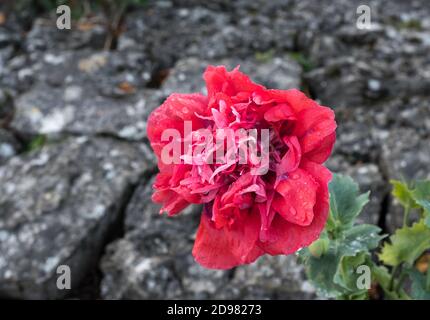 Einzelner wilder Mohn, der aus Felsfissur wächst Stockfoto