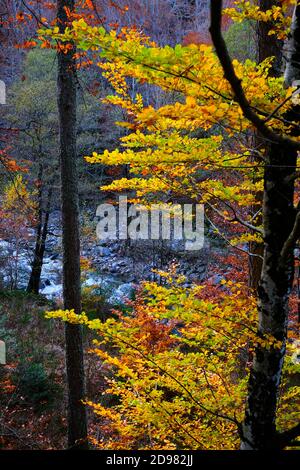 Farbenfrohe Herbstblätter auf einem hohen Baum blicken auf einen kleinen Fluss im Hintergrund. Cevennes Berge in Südfrankreich Stockfoto
