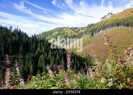 Rosa Feuerkraut (Chamaenerion angustifolium) blüht im Lejowa-Tal in der Tatra, mit Nadelwäldern, Pinien und Wiesen. Stockfoto