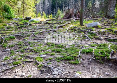 Großes trockenes Wurzelnetz der Schnittkiefer auf der Erdoberfläche im Nadelwald in der Tatra, Polen. Stockfoto