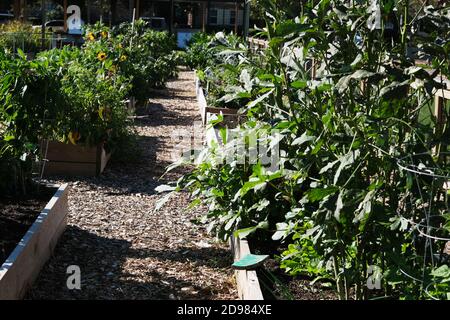 Stadtgärten mit Mini-Bibliothek, Spiralschlauch, Enten & Gänse, Gemüse, Blumen, Grünkohl, Sonnenblumen, Tomaten, Paprika und Kupferrohrleitungen für Wasser. Stockfoto