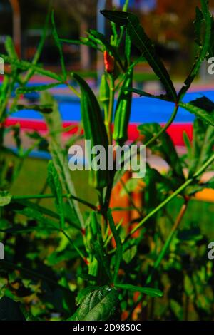 Stadtgärten mit Mini-Bibliothek, Spiralschlauch, Enten & Gänse, Gemüse, Blumen, Grünkohl, Sonnenblumen, Tomaten, Paprika und Kupferrohrleitungen für Wasser. Stockfoto