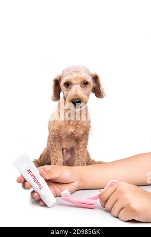 Hand halten Zahnbürste und Zahnpasta mit Hund im Hintergrund Stockfoto