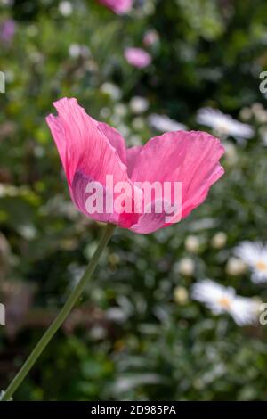 Schöner rosa und lila Ölmohn in einer Wildblumenwiese Stockfoto