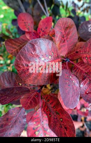 Satte rote Blätter mit Regentropfen auf dem Royal Purple bedeckt Blätter Pflanzen Stockfoto