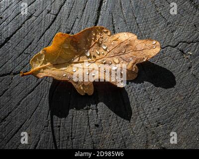 Regentropfen auf einem Eichenblatt gefangen Stockfoto