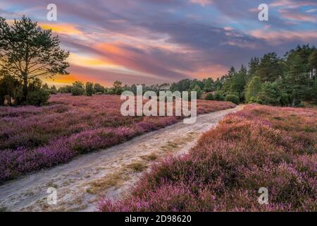 Landschaft mit blühenden erica- und Wacholderbüschen in der Lüneburger Heide bei Wilsede, Niedersachsen, Landschaft Stockfoto