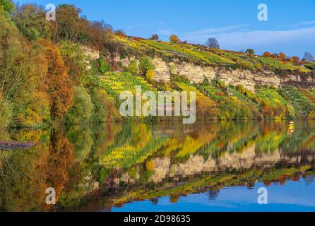 Steile und felsige Weinberge in Herbstfarben am Neckarufer, Baden-Württemberg, Deutschland, Dämmerungslandschaft Stockfoto