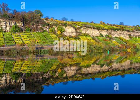 Steile und felsige Weinberge in Herbstfarben am Neckarufer, Baden-Württemberg, Deutschland, Dämmerungslandschaft Stockfoto