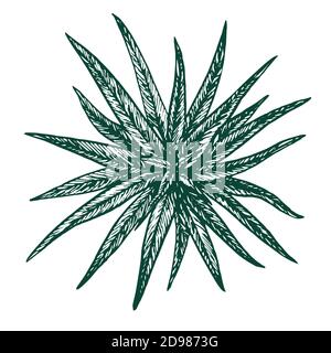 Chlorophytum Pflanze, Holzschnitt Stil Design, handgezeichnete Doodle, Skizze Illustration Stockfoto