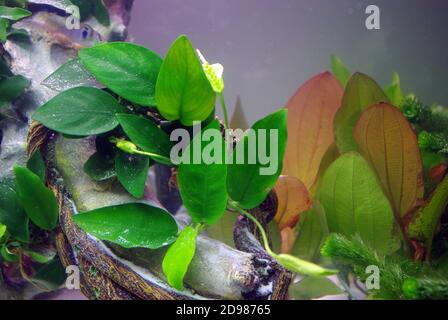 Zwerg, anubias Anubias barteri var. Nana Stockfoto