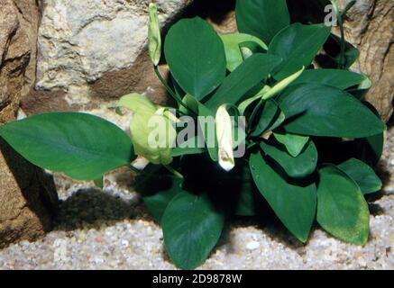 Zwerg, anubias Anubias barteri var. Nana Stockfoto