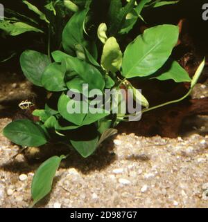 Zwerg, anubias Anubias barteri var. Nana Stockfoto