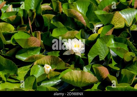 Wasser Lillie's Nymphaea odorata blüht auf einem britischen Teich Stockfoto