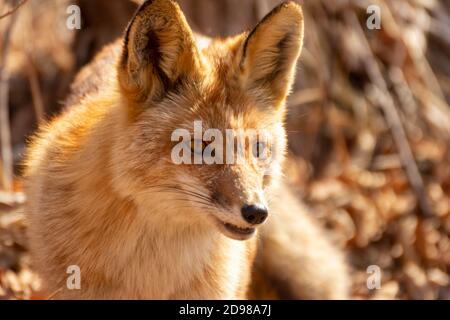 Ein Fuchs unter trockenem Herbstgras am Kap Tobizin auf russischer Insel in Wladiwostok. Stockfoto