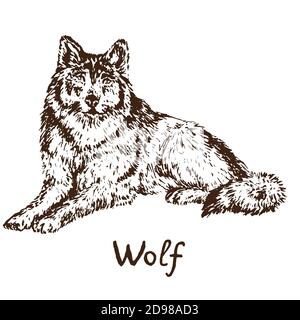 Grauer Wolf (Holzwolf oder Westernwolf), skizzieren einfache Doodle Zeichnung mit Inschrift, Tiefdruck-Stil Stockfoto