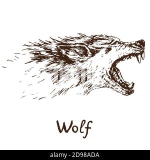 Grauer Wolf (Holzwolf oder Westernwolf) heulende Gesicht, offener Mund mit scharfen Eckzähnen, Umriss einfache Doodle Zeichnung mit Inschrift, Tiefdruck-Stil Stockfoto