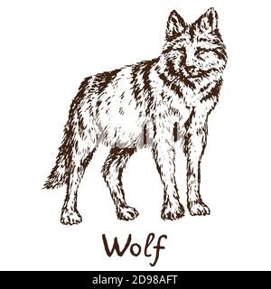 Grauer Wolf (Holzwolf oder Westernwolf) stehend, skizzieren einfache Doodle Zeichnung mit Inschrift, Tiefdruck-Stil Stockfoto
