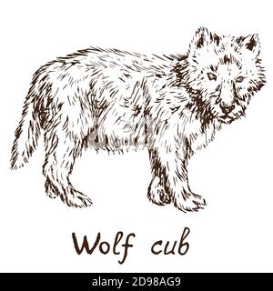 Grauer Wolf (Holzwolf oder Westernwolf) Junge, skizzieren einfache Doodle Zeichnung mit Inschrift, Tiefdruck-Stil Stockfoto