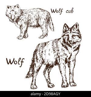 Grauer Wolf (Holzwolf oder Westernwolf) Junge und Erwachsene Set, skizzieren einfache Doodle Zeichnung mit Inschrift, Tiefdruck-Stil Stockfoto