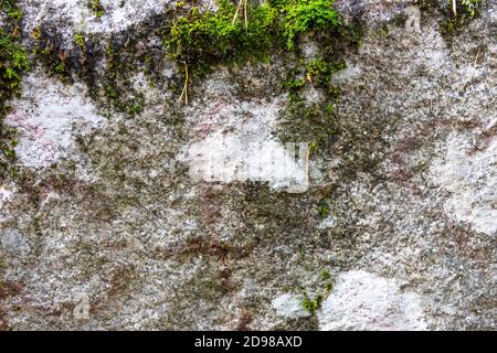 Die Oberfläche der Rinde einer Kiefer mit Moos bedeckt. Stockfoto