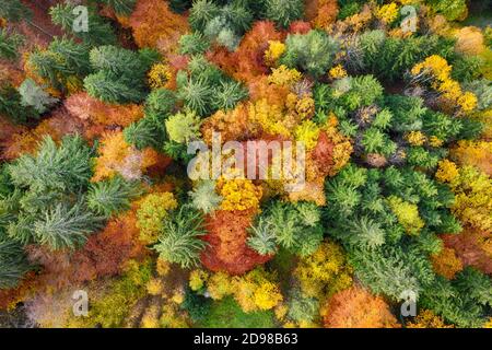 Luftaufnahme des Waldes im Herbst mit bunten Bäumen. Drohne Foto Bild von oben. Stockfoto