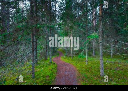 Welliger Wanderweg im mystisch grünen Wald Stockfoto