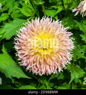 Die Dahlia (Name, haPET Champagne) im Dahlia-Garten Baden Baden in der Nähe der lichtentaler Gasse. Baden-Baden, Baden Württemberg, Deutschland Stockfoto