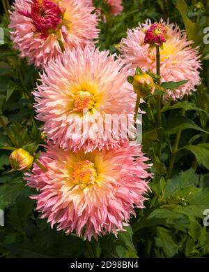 Die Dahlia (Name, haPET Champagne) im Dahlia-Garten Baden Baden in der Nähe der lichtentaler Gasse. Baden-Baden, Baden Württemberg, Deutschland Stockfoto