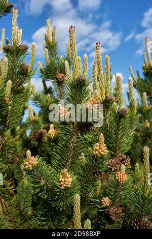 Blumen und Kiefernzapfen von Bergkiefern auf Zweigen Stockfoto