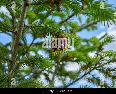 Junge schöne Zapfen Küste Douglas-FIR, Pseudotsuga menziesii Stockfoto