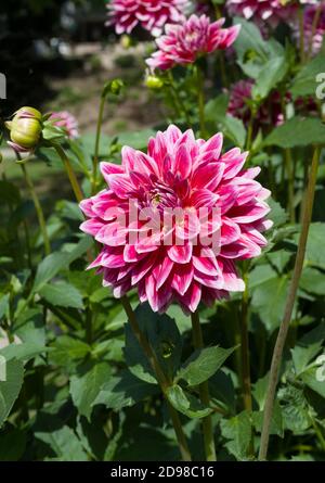 Die Dahlie (Name: Canby Centennial) im Dahlia-Garten Baden Baden in der Nähe der Lichtentaler Allee. Baden Baden, Baden Württemberg, Deutschland Stockfoto