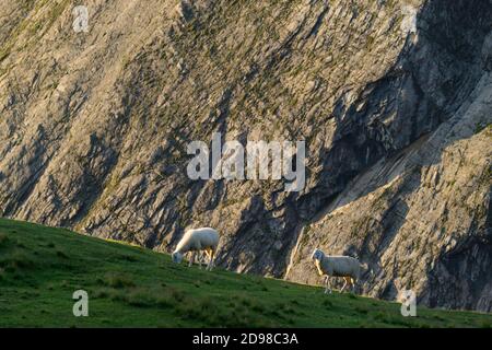 Schafe weiden in den österreichischen Alpen Stockfoto