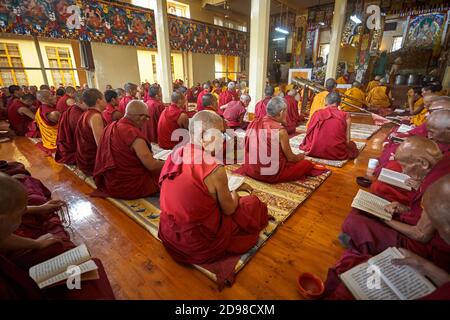 Dharamsala, Indien Juli 2009. Tibetische Mönche lesen und beten in einem buddhistischen Tempel in McLeod Ganj, dem kleinen Lhasa. Stockfoto