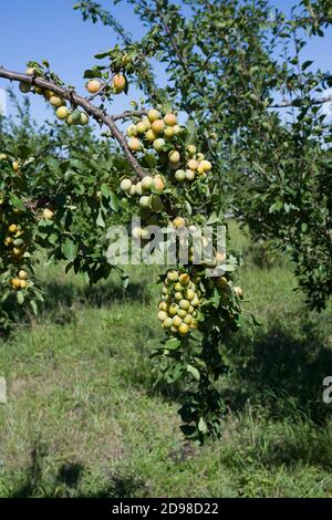 Mirabelle Baum mit den wunderbaren Früchten. Baden Württemberg, Deutschland, Europa Stockfoto