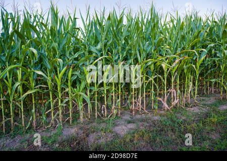 Maisfeld mit Maiskolben bei Baden Baden, Baden Württemberg, Deutschland, Europa Stockfoto