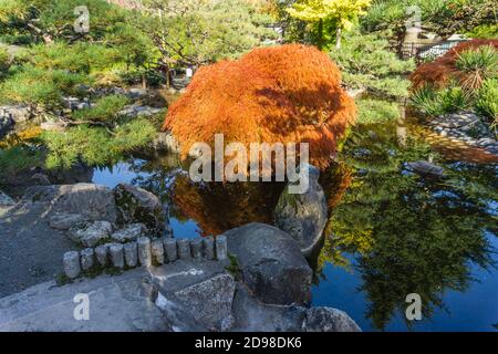 Ein Teich und japanischer Ahornbaum im Herbst. Aufgenommen in Seatac, Washington. Stockfoto