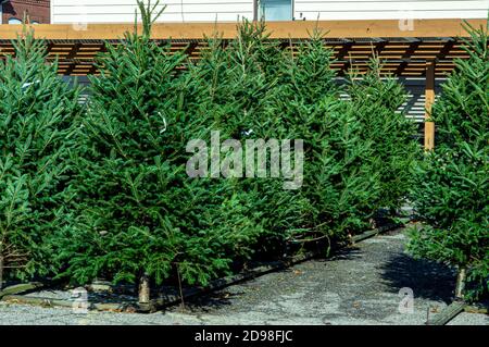 Vielfalt der immergrünen Kiefern und Pelzbäume auf dem Display bei Ein saisonaler Weihnachtsbaum viel Stockfoto