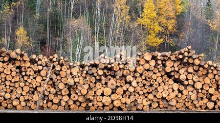 Holzstapelende auf dem Schnittende im Wald Stockfoto