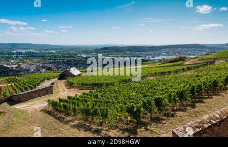 Blick vom Kloster St. Hildegard über die Weinberge nach Rüdesheim, gegründet von Hildegard von Bingen, Benediktinerabtei, Eibingen bei Rüdesheim, Dio Stockfoto