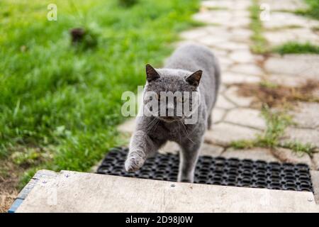 Graue chartreux Katze mit gelben Augen im Freien. Stockfoto