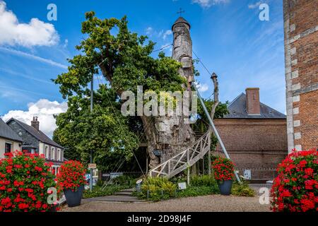 ALLOUVILLE BELLEFOSSE, FRANKREICH - SEPTEMBER CIRCA, 2020. Die älteste Eiche 1200 Jahre alt. Mit einer kleinen Kirchenkapelle im Kofferraum. Berühmter Ort zu besuchen Stockfoto