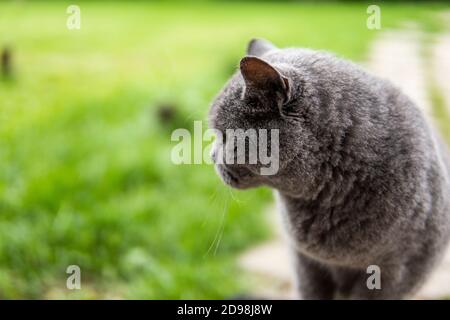 Graue chartreux Katze mit gelben Augen sitzt im Freien. Stockfoto