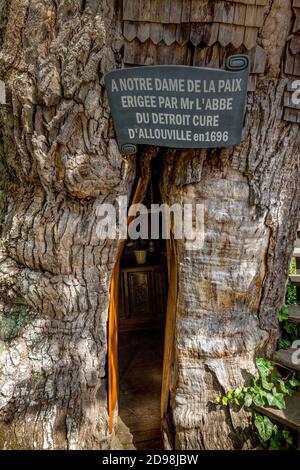 ALLOUVILLE BELLEFOSSE, FRANKREICH - SEPTEMBER CIRCA, 2020. Die älteste Eiche 1200 Jahre alt. Mit einer kleinen Kirchenkapelle im Kofferraum. Berühmter Ort zu besuchen Stockfoto