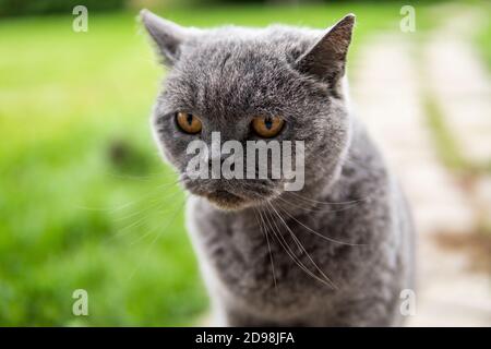 Graue chartreux Katze mit gelben Augen sitzt im Freien. Stockfoto