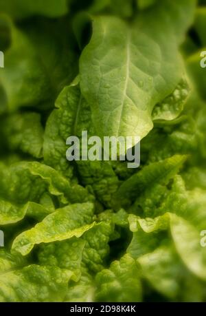 Belaubte Celtuce (Lactuca Sativa), Nahaufnahme der Lebensmittel Stockfoto
