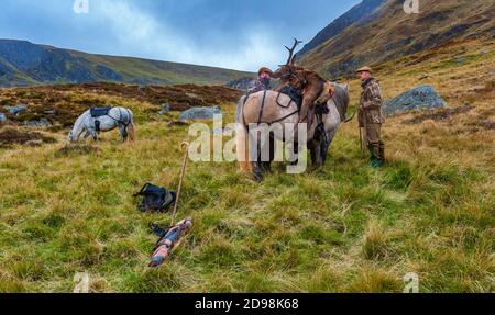 Schottland, Großbritannien – EIN Ghillie lädt einen Rothirsch-Hirsch, der vom Wildhirsch auf ein arbeitendes Hochland-Pony gebracht wurde Stockfoto